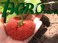 1agro.com.ua