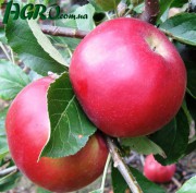1agro.com.ua