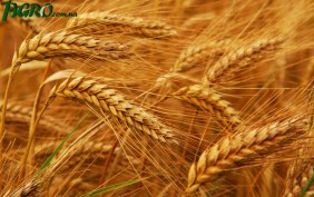 1agro.com.ua
