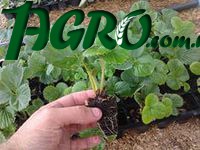 1agro.com.ua