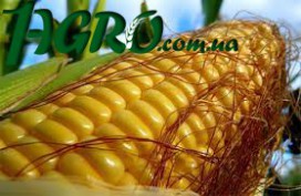 1agro.com.ua