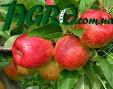 1agro.com.ua