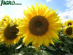 1agro.com.ua