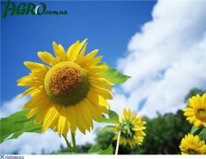 1agro.com.ua