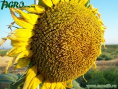 1agro.com.ua