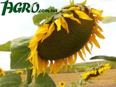 1agro.com.ua