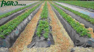 1agro.com.ua