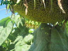 1agro.com.ua