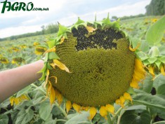 1agro.com.ua