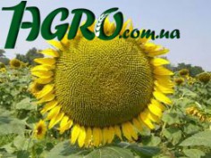 1agro.com.ua
