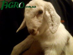1agro.com.ua