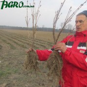 1agro.com.ua