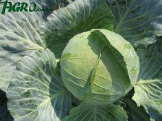1agro.com.ua
