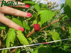 1agro.com.ua