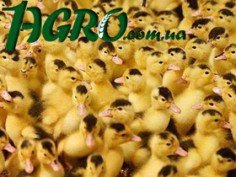 1agro.com.ua