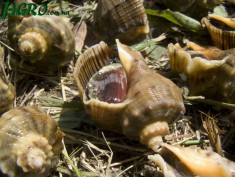 1agro.com.ua