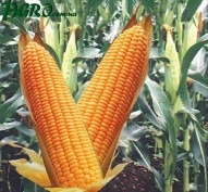 1agro.com.ua