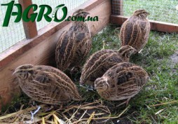 1agro.com.ua