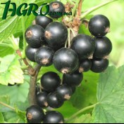 1agro.com.ua