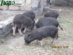 1agro.com.ua