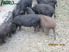 1agro.com.ua