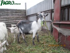 1agro.com.ua