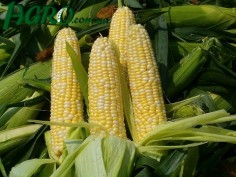 1agro.com.ua