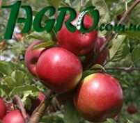 1agro.com.ua