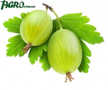 1agro.com.ua