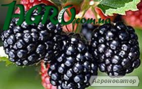 1agro.com.ua