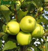 1agro.com.ua