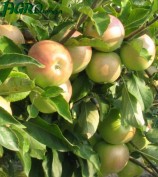 1agro.com.ua