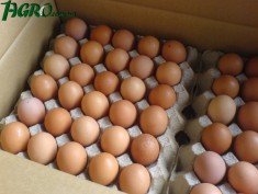 1agro.com.ua