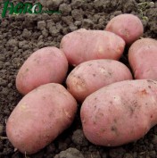 1agro.com.ua