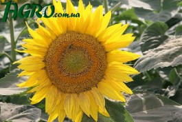 1agro.com.ua