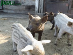 1agro.com.ua