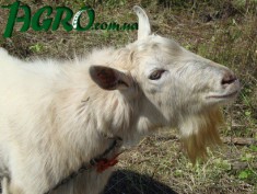 1agro.com.ua