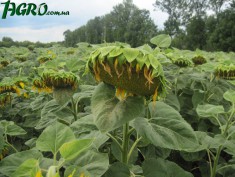 1agro.com.ua