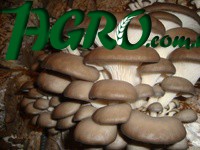 1agro.com.ua