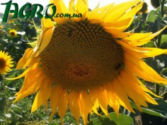 1agro.com.ua