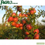 1agro.com.ua