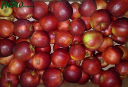 1agro.com.ua