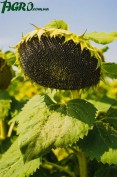1agro.com.ua