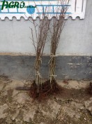 1agro.com.ua