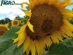 1agro.com.ua