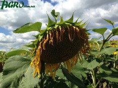 1agro.com.ua