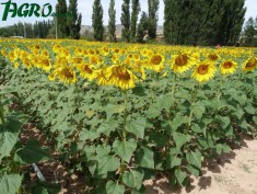 1agro.com.ua
